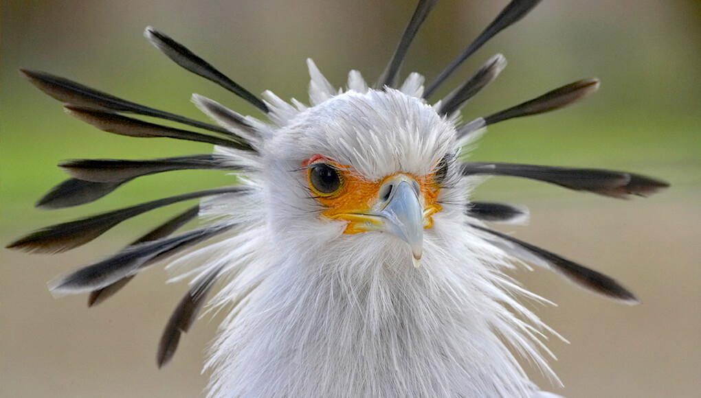 Exotic Parrots