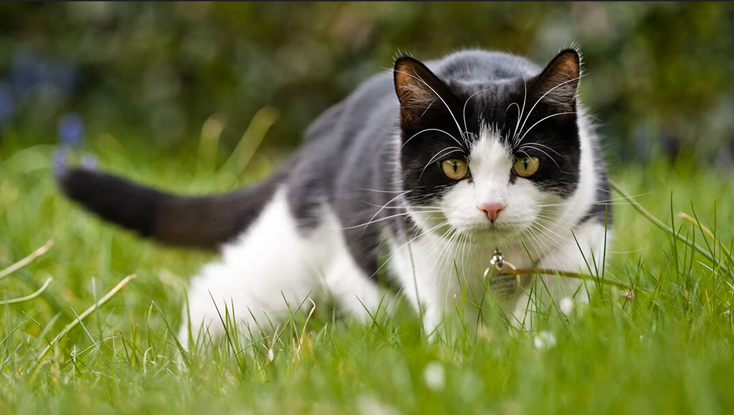 Fluffy's Adventures