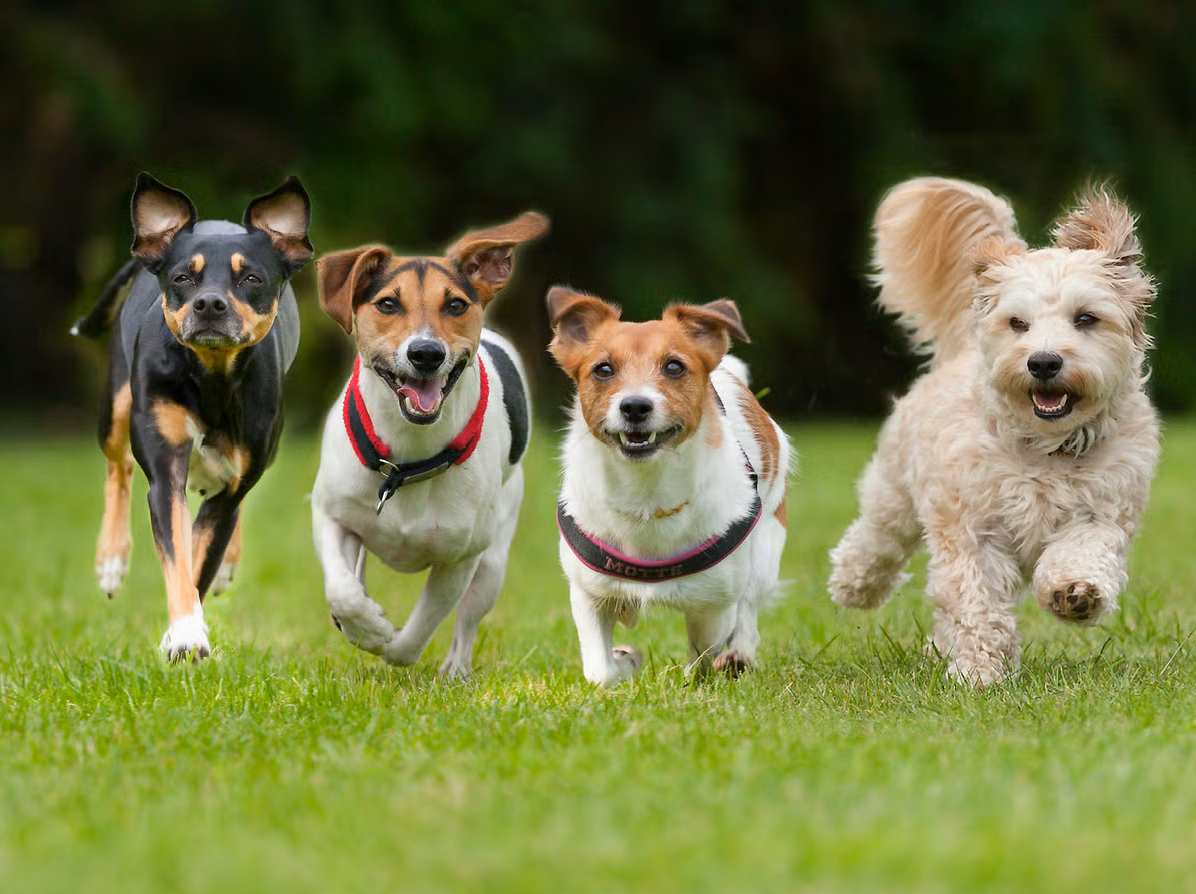 Barky & Friends